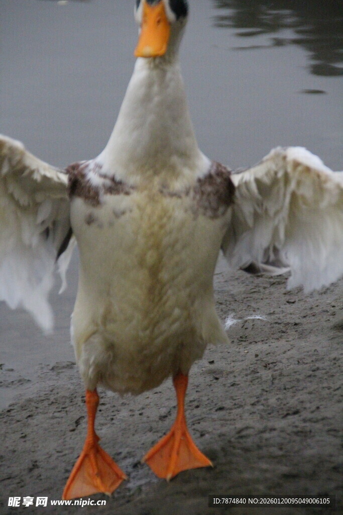 展翅的萌态鸭子