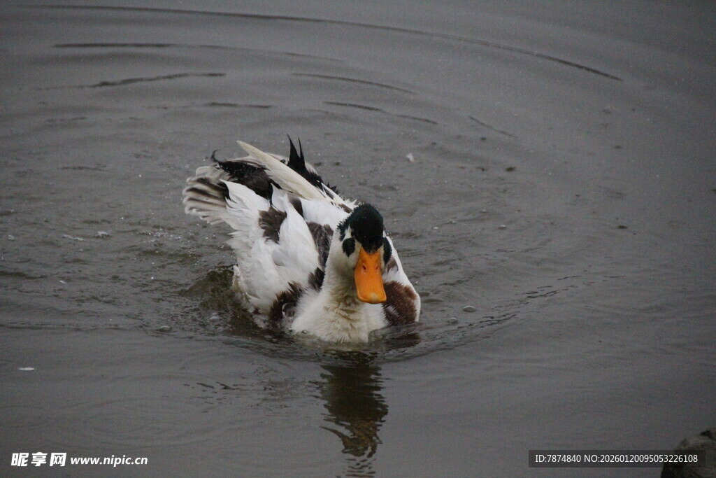 水中游弋的黑白花鸭子