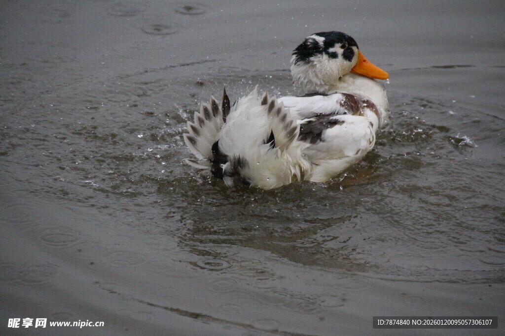 水中嬉戏的黑白花纹鸭子