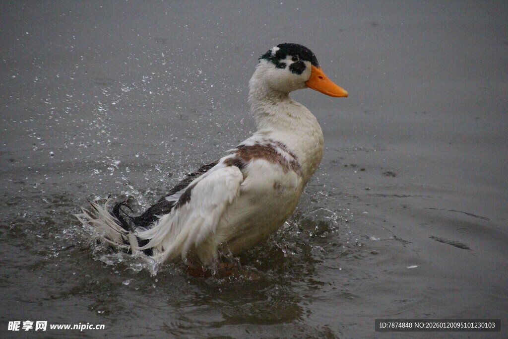 鸭子水中嬉戏溅起水花