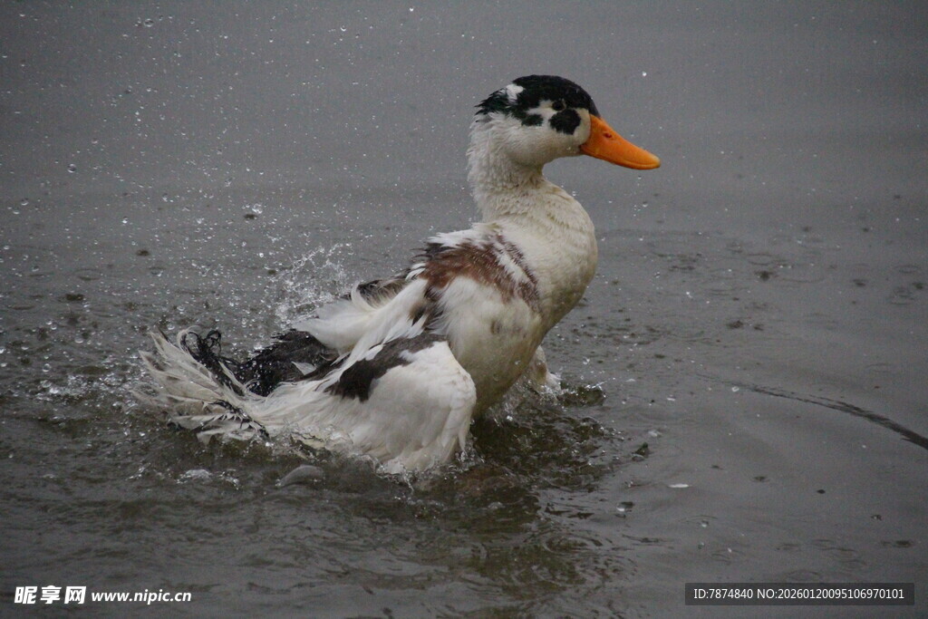 鸭子水中嬉戏溅起水花