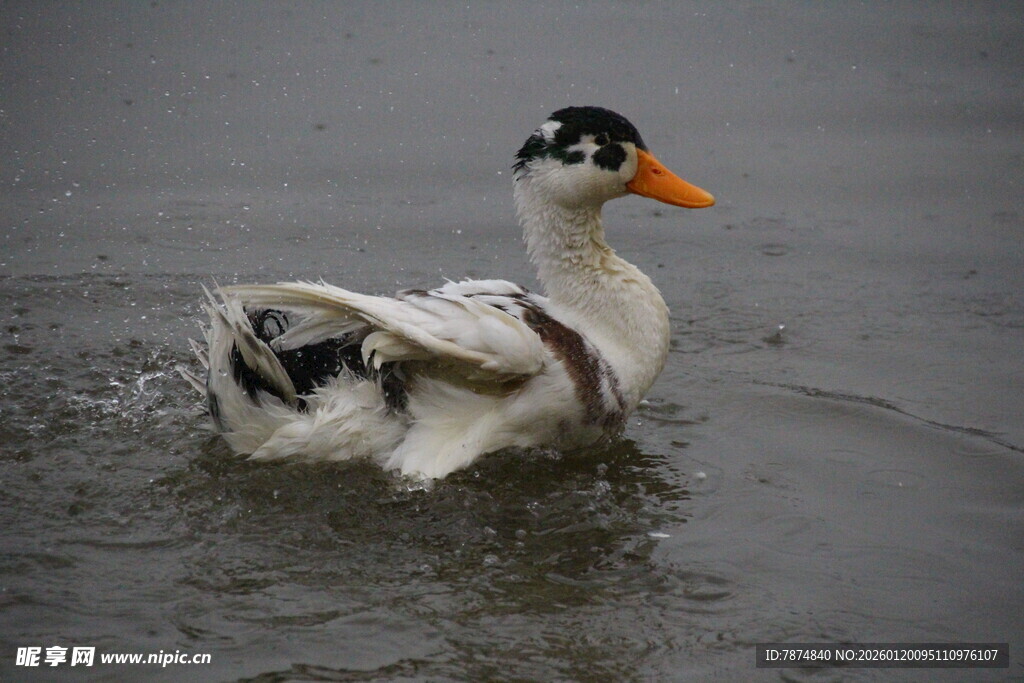 水中鸭子梳理羽毛