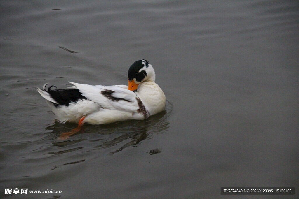 水中游弋的黑白鸭子
