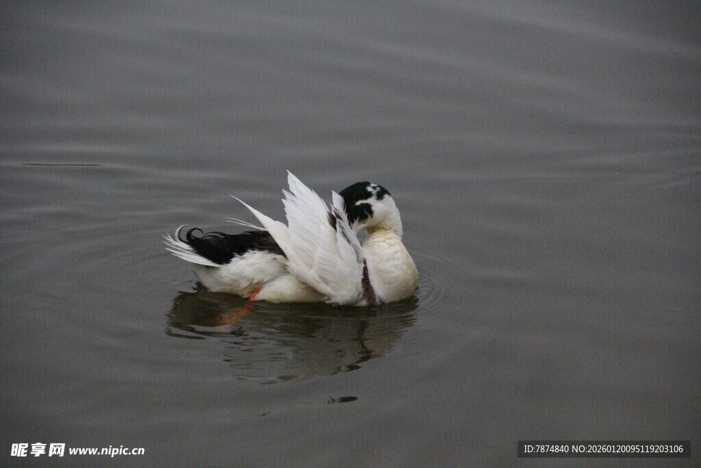 水面上亲昵的两只鸭子