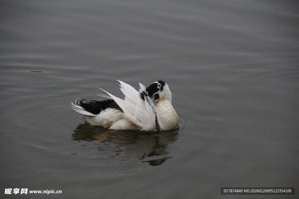 水面上亲昵的两只鸭子
