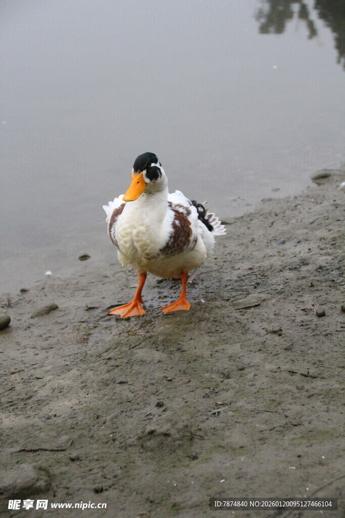 岸边的彩色鸭子