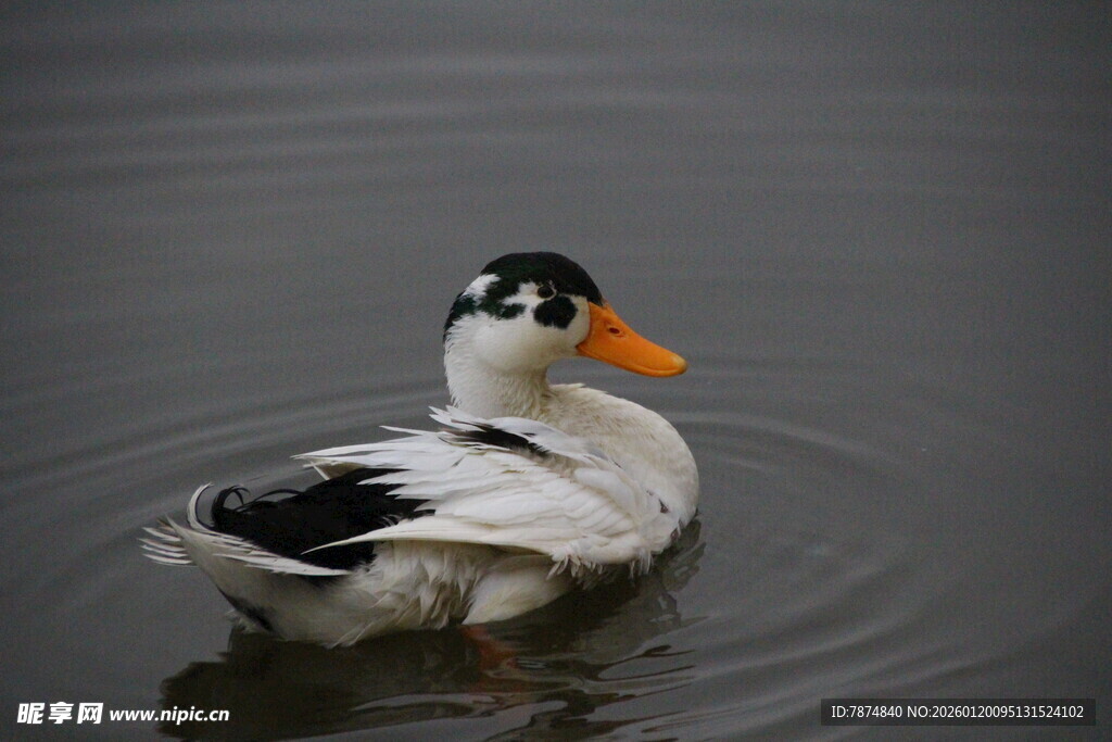 水中游弋的黑白花鸭子
