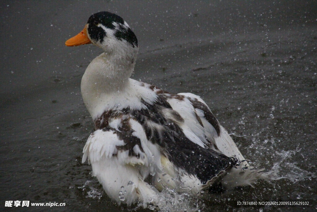 雨中戏水的黑白花鸭子