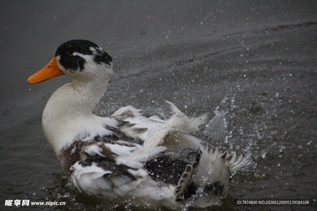 水中嬉戏的多彩鸭子
