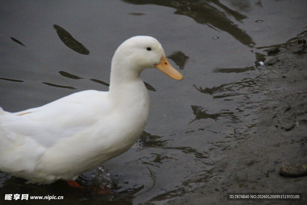 水边白鸭