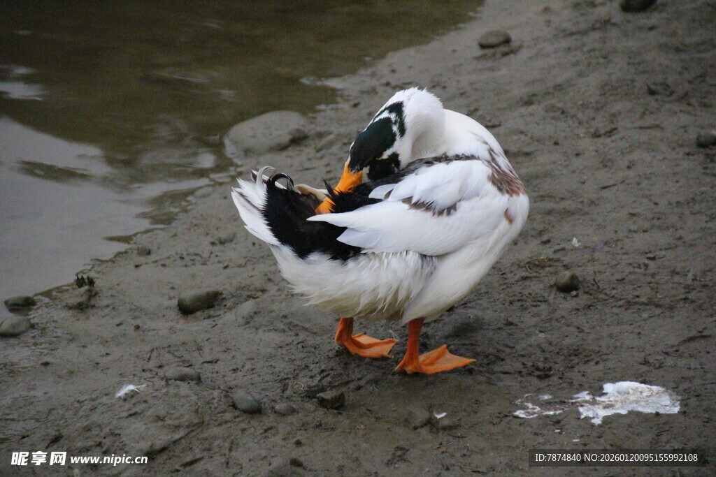 岸边白鸭自顾整理羽毛