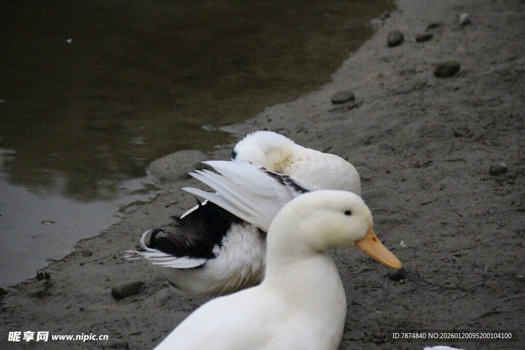 岸边休憩的几只鸭子