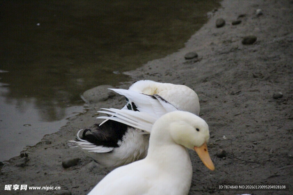 岸边休憩的几只鸭子