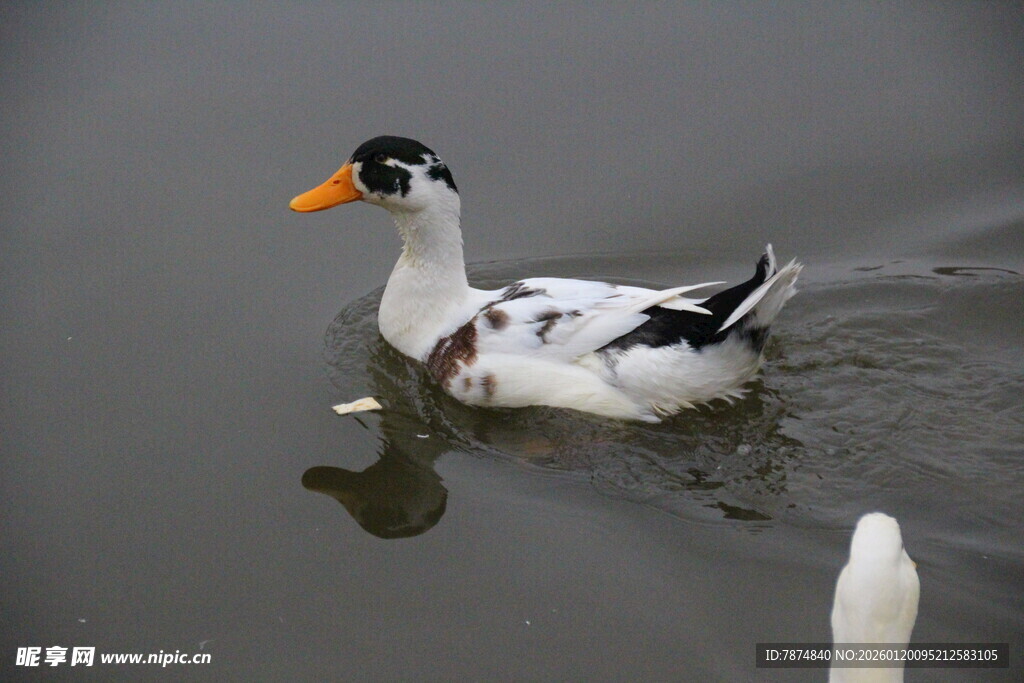 水中黑白鸭悠然游动