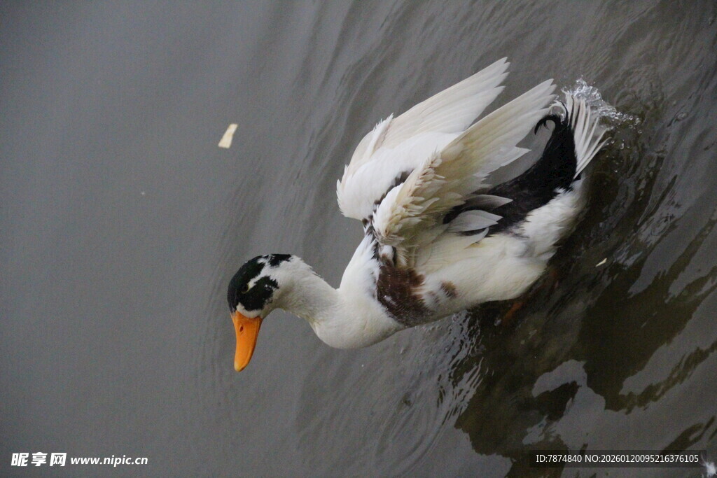水中白鸭低头觅食