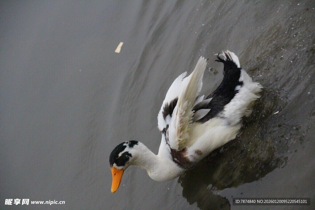 水中鸭子展翅