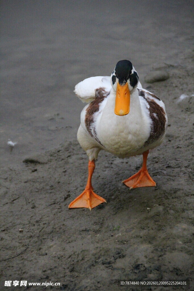 沙滩上的彩色鸭子