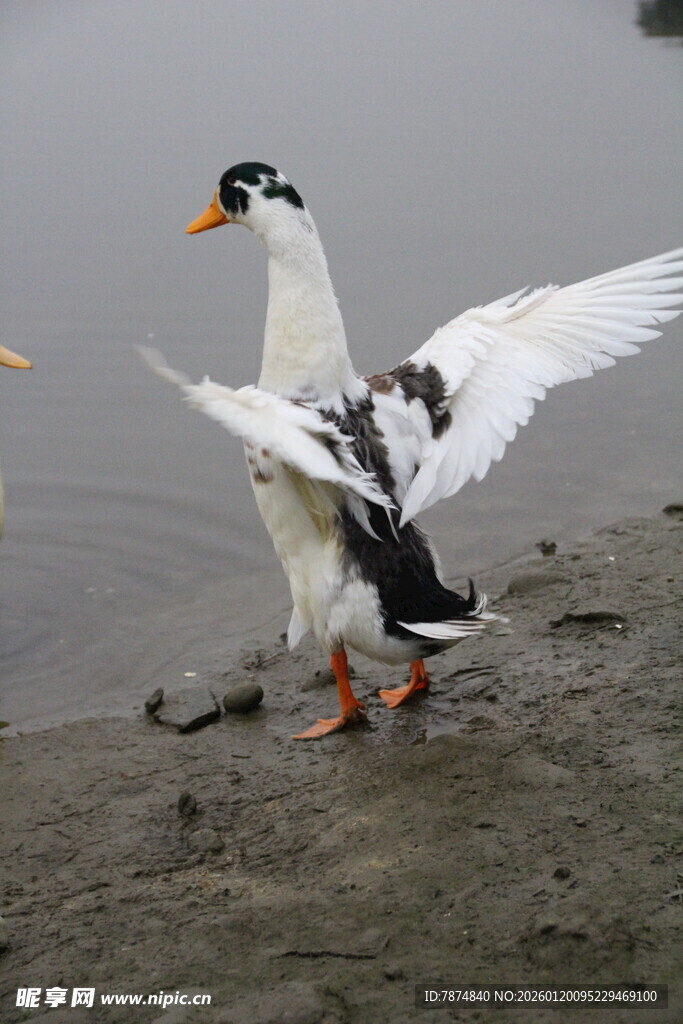 岸边展翅的白鸭