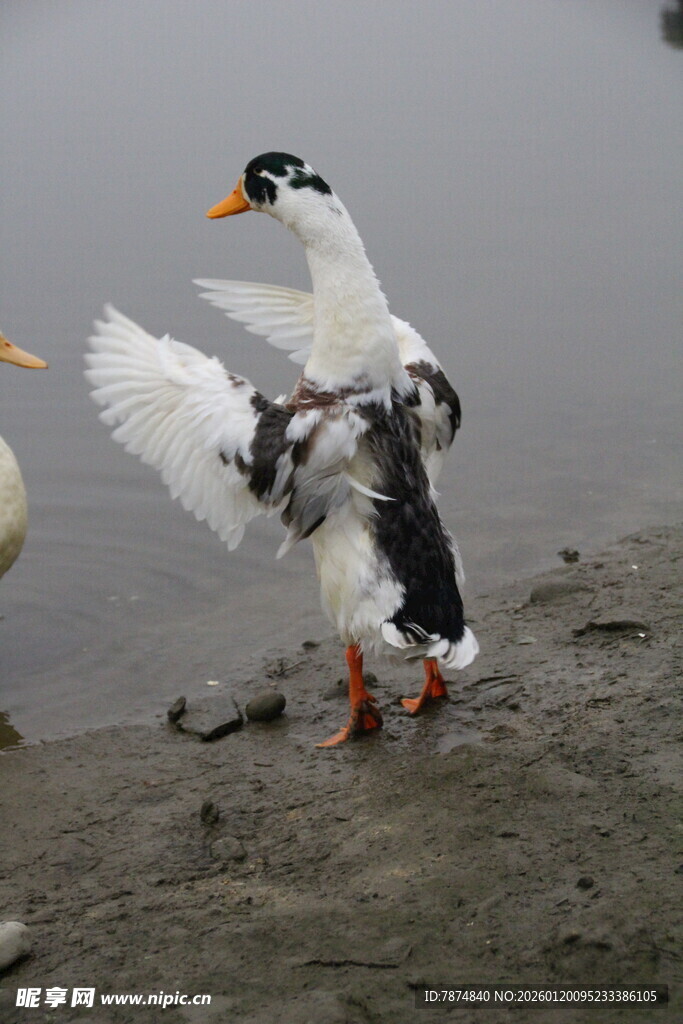 岸边展翅的黑白鸭子