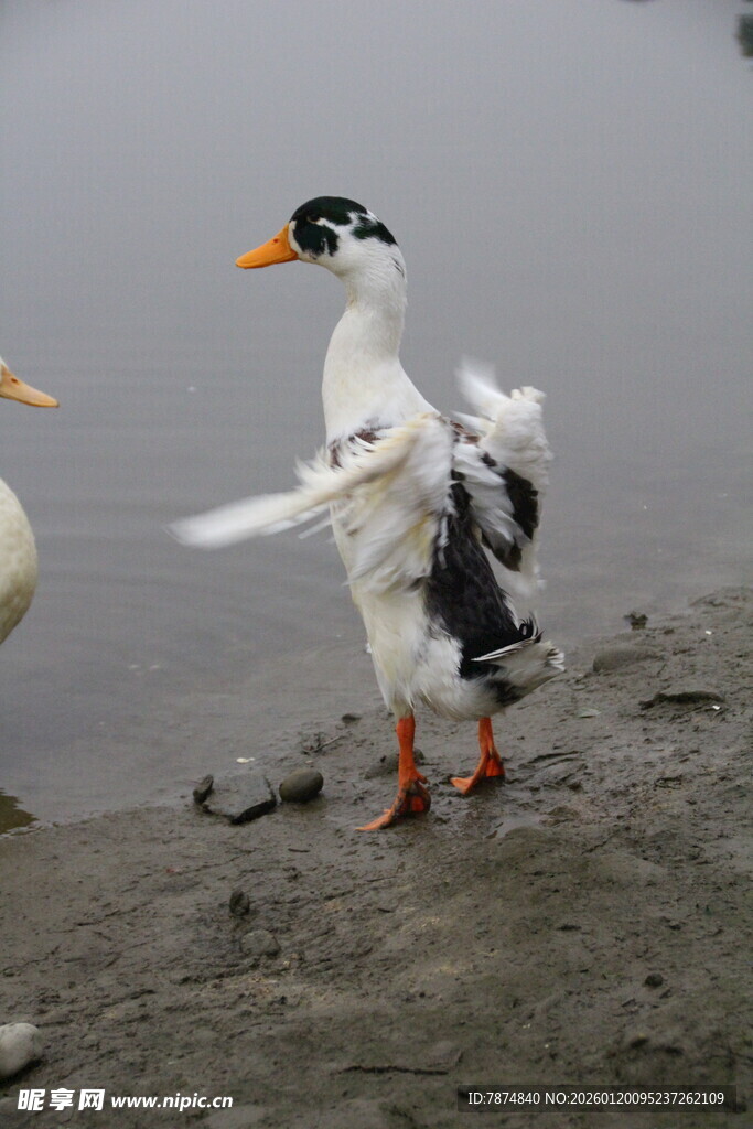 岸边展翅的黑白鸭子