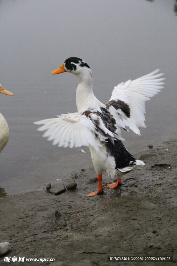 水边展翅的黑白鸭子