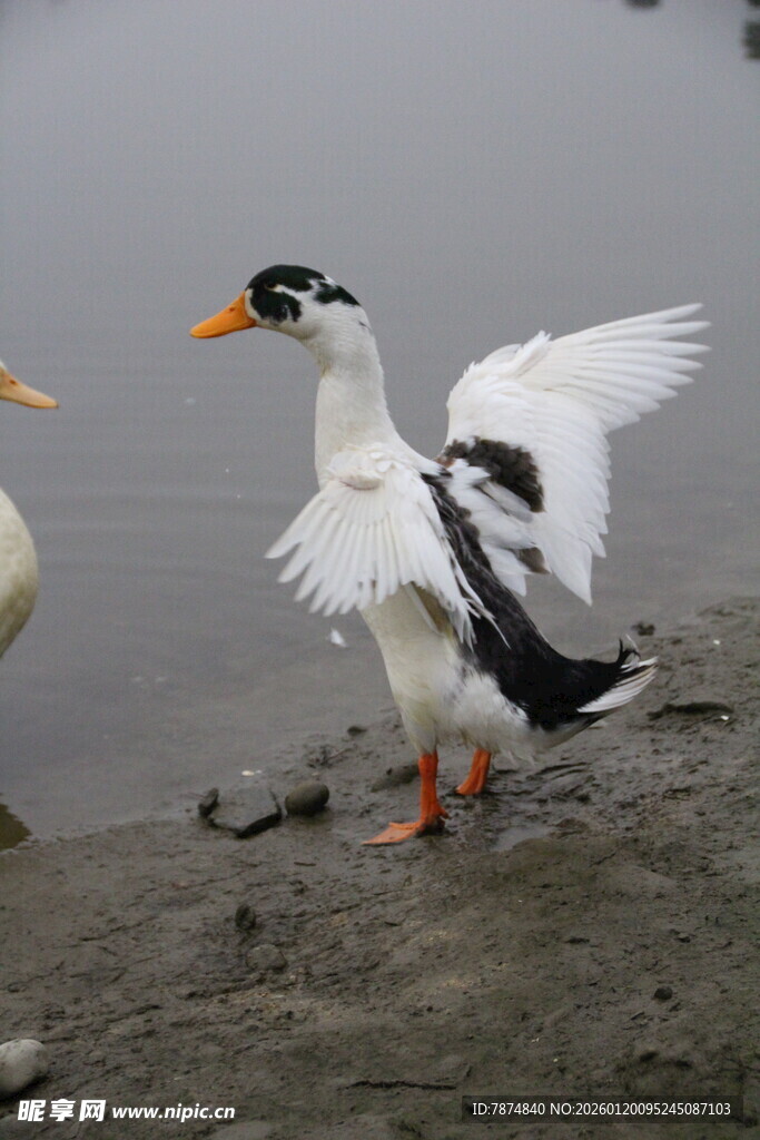 展翅的黑白鸭于岸边