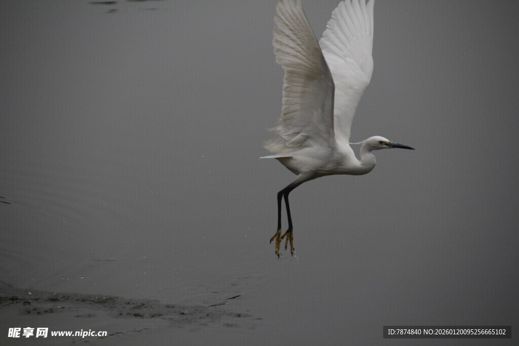 白鹭展翅于水面之上