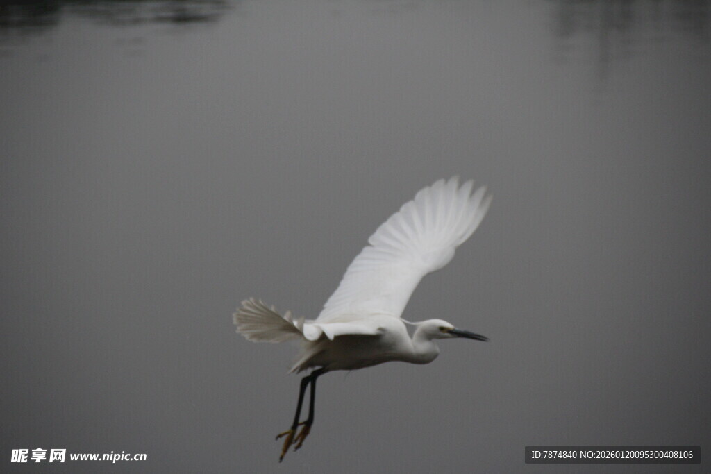 白鹭水面展翅飞翔瞬间