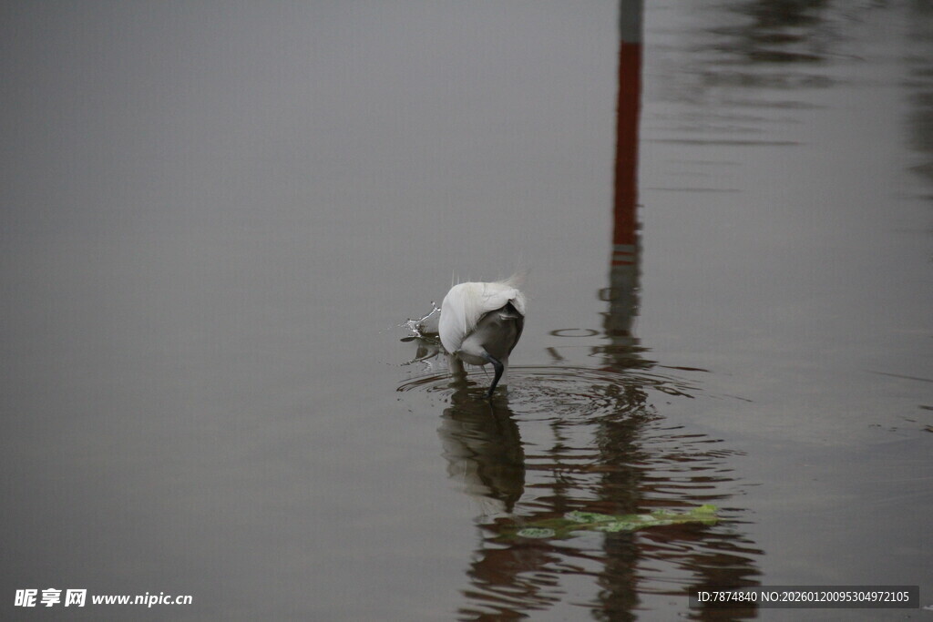 雨中猫咪在积水处低头