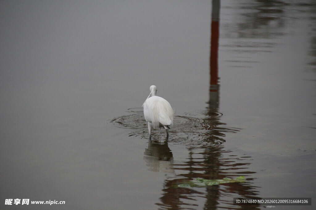 水中白鹭独立