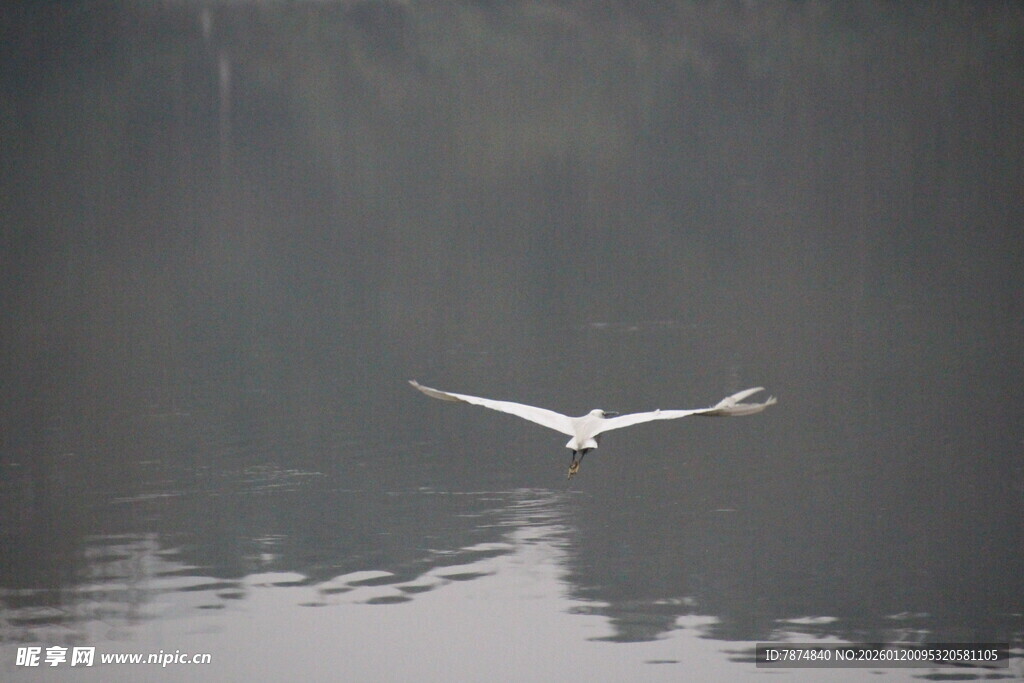 白鹭掠水 雾中灵动瞬间