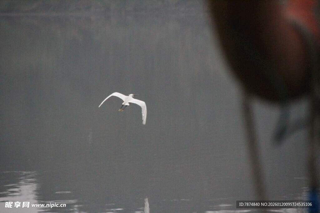 水面飞鸟与模糊背景景象