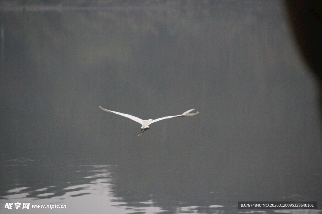 水面独翔的白鸟