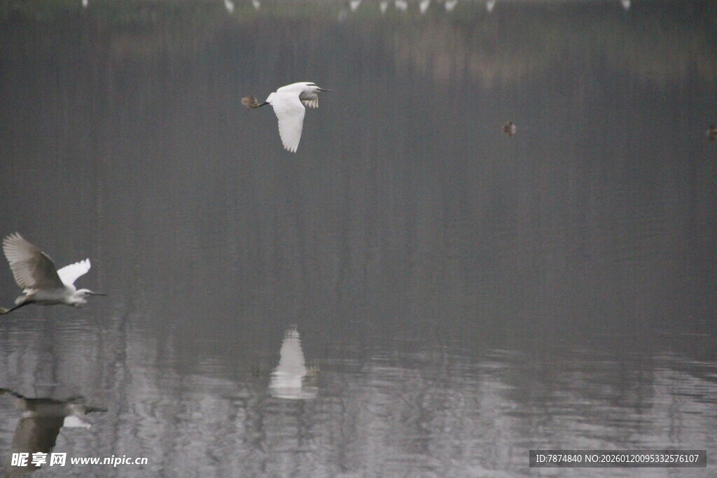 白鹭于湖面之上展翅飞翔
