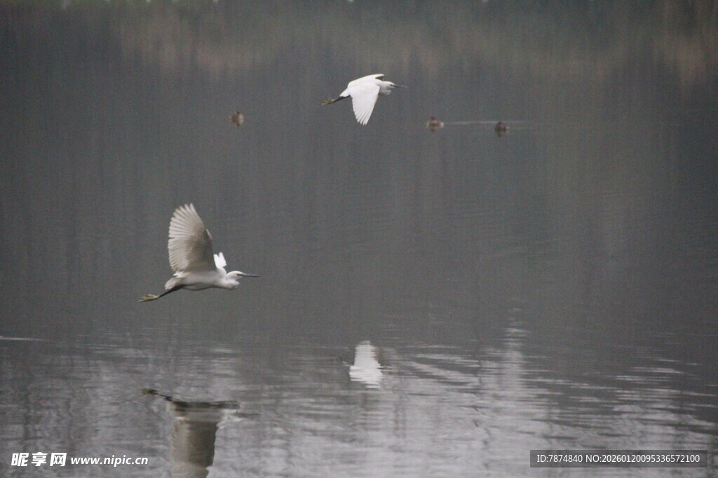 水面上飞翔的几只鸟儿