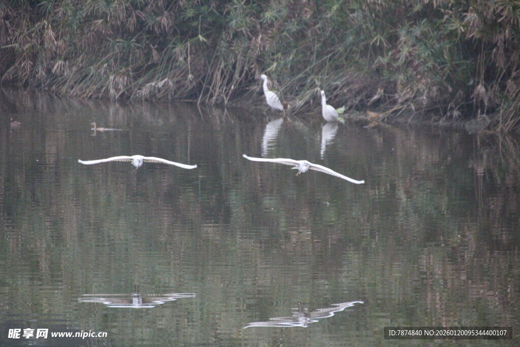 白鹭于水面优雅飞翔