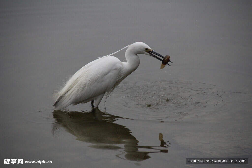 白鹭水中衔鱼瞬间