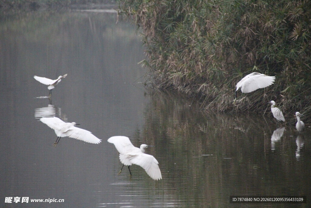 河畔白鹭群飞景色如画