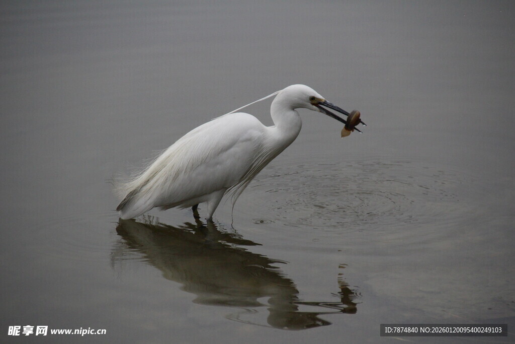 白鹭水中衔鱼瞬间