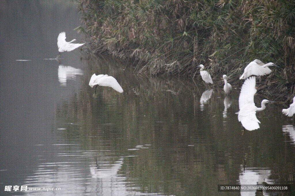 湖畔白鹭栖息于宁静水面
