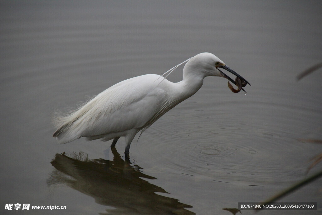 白鹭水中衔鱼一瞬