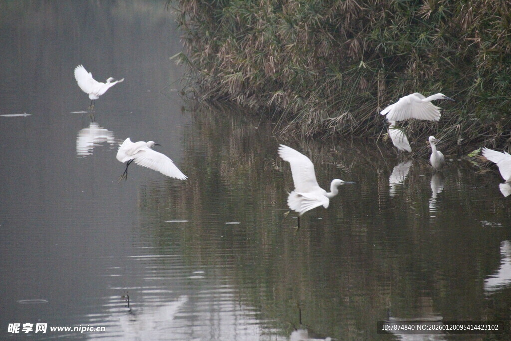 白鹭于湖面翩翩飞舞