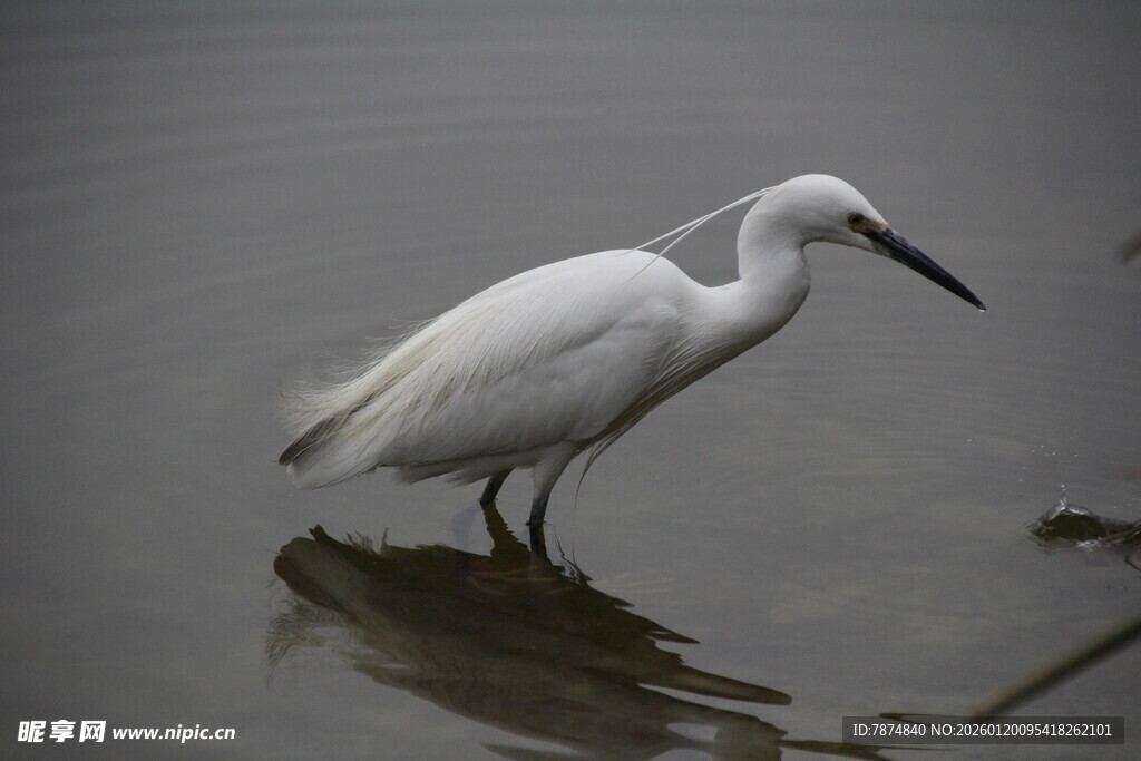 水边站立的白色鹭鸟