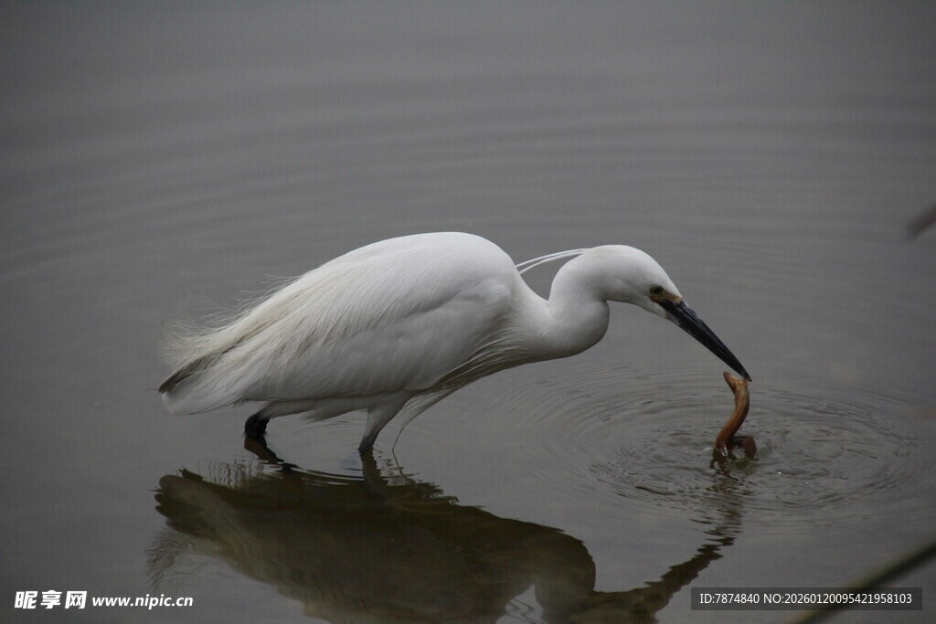 白鹭水中觅食瞬间