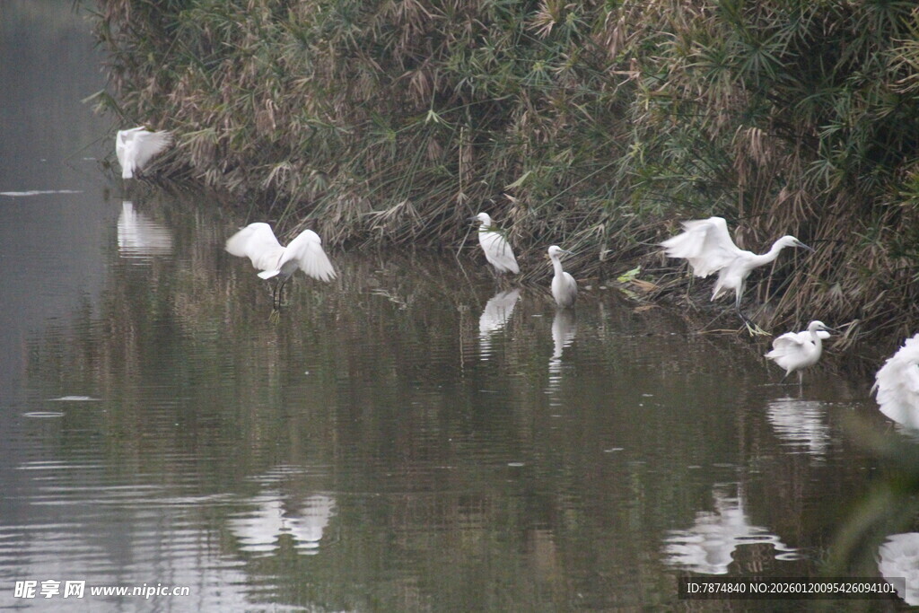水边群鹭起舞