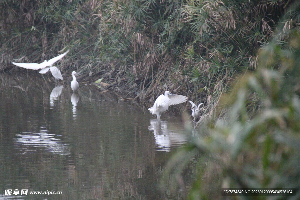 水边白鹭嬉戏图