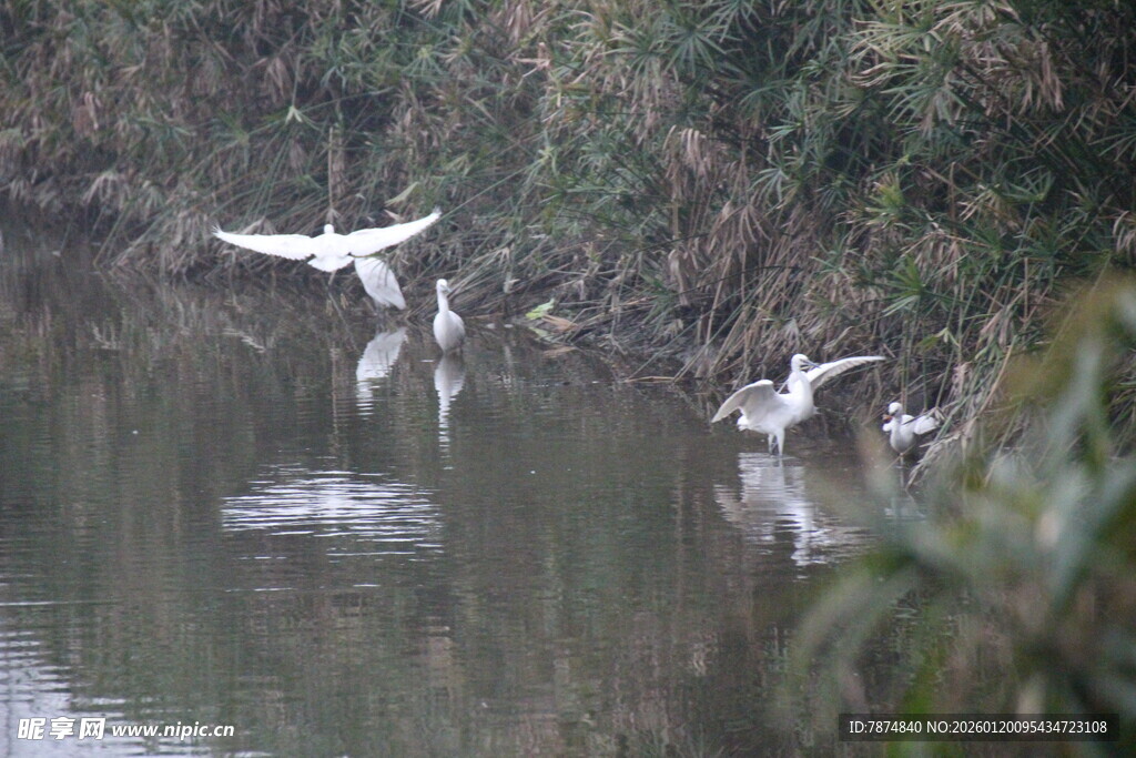 河畔白鹭嬉戏图