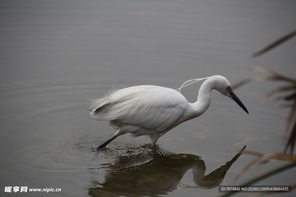 白鹭水中优雅觅食