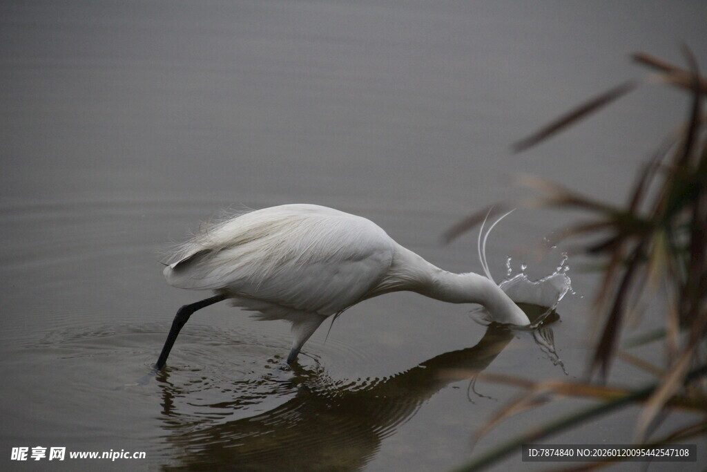 白鹭水中低头觅食瞬间
