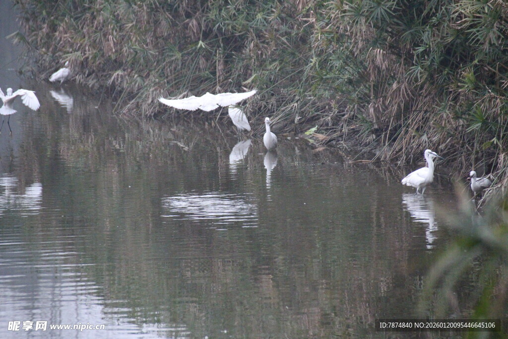 河畔飞鸟嬉戏图